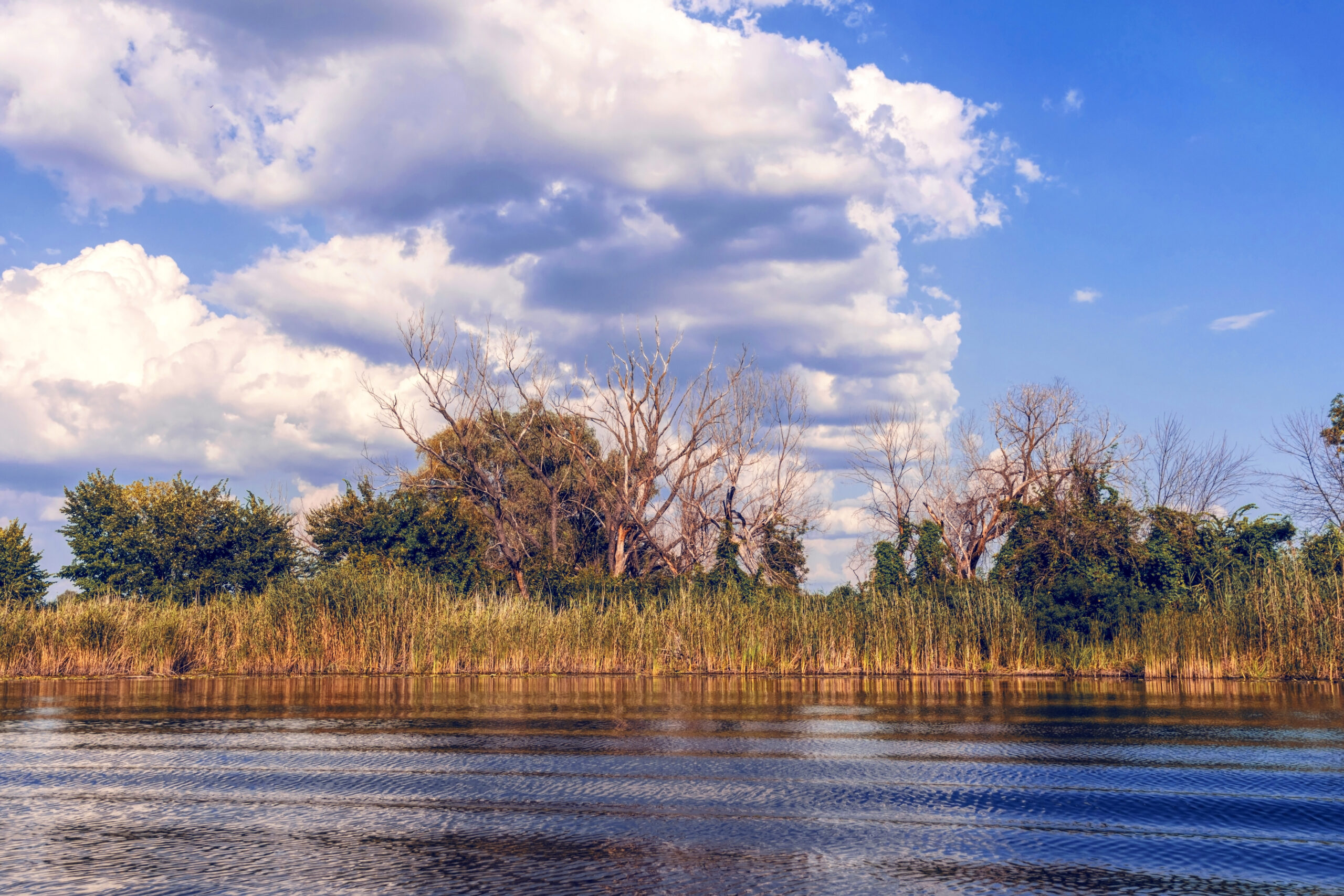 Thickets Of Reeds On The Swampy Banks Of A River In Louisiana, U - Lapis Carbon Capture Solutions (CCS)